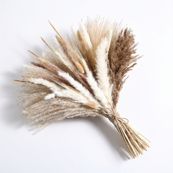 Juist dried pampas bouquet, natural cream